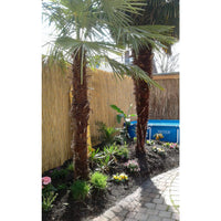 Bamboo Reed Fence/Privacy Fence